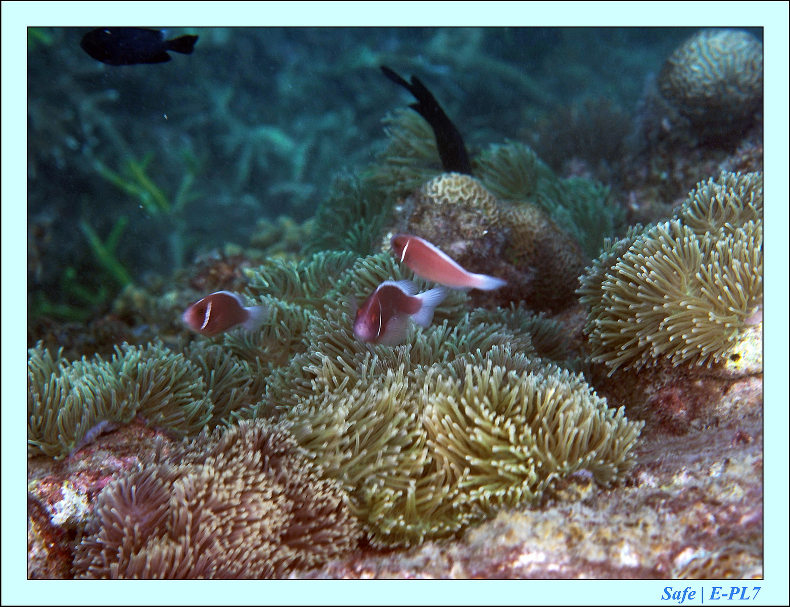 2015   07   Peranthian Islands 80